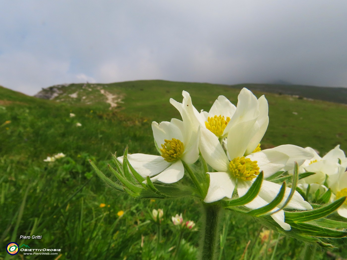 60 Anemonastrum narcissiflorum (Anemone narcisssino).JPG